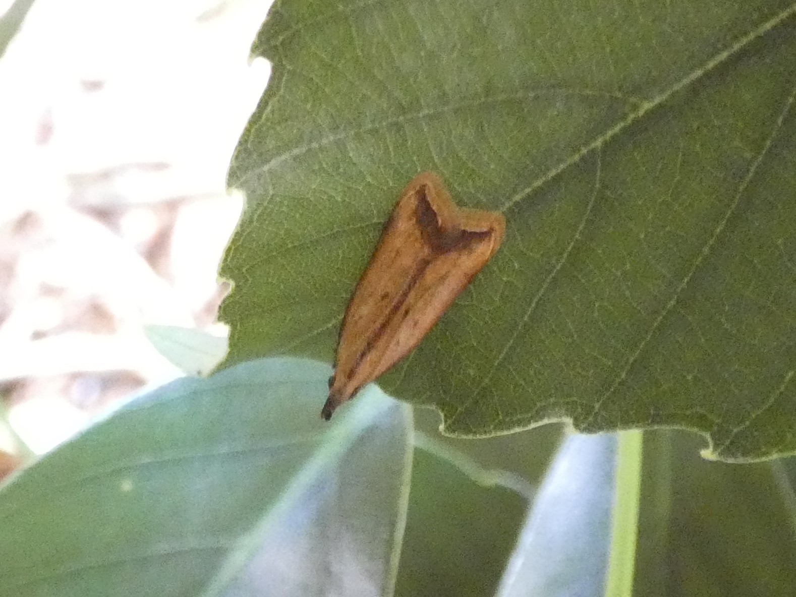 photo_1